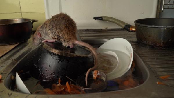 Rat in Kitchen